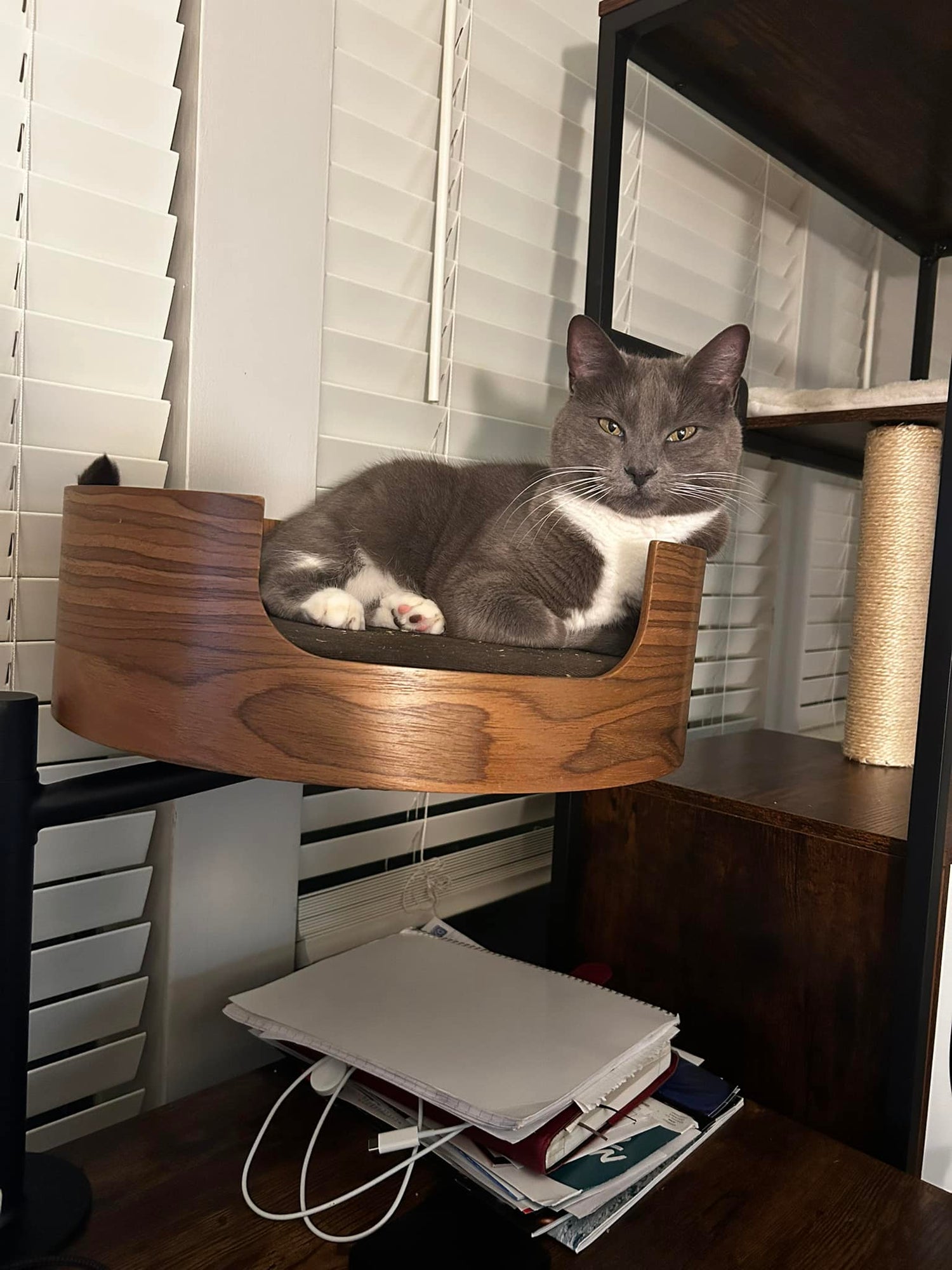 Gray cat lounging in walnut Desk Nest Cat Bed attached to desk, keeping workspace clear