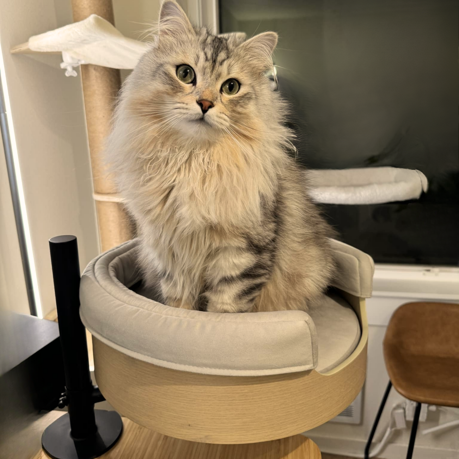 A cat in White Oak Desk Nest with cream wrap-around pillow