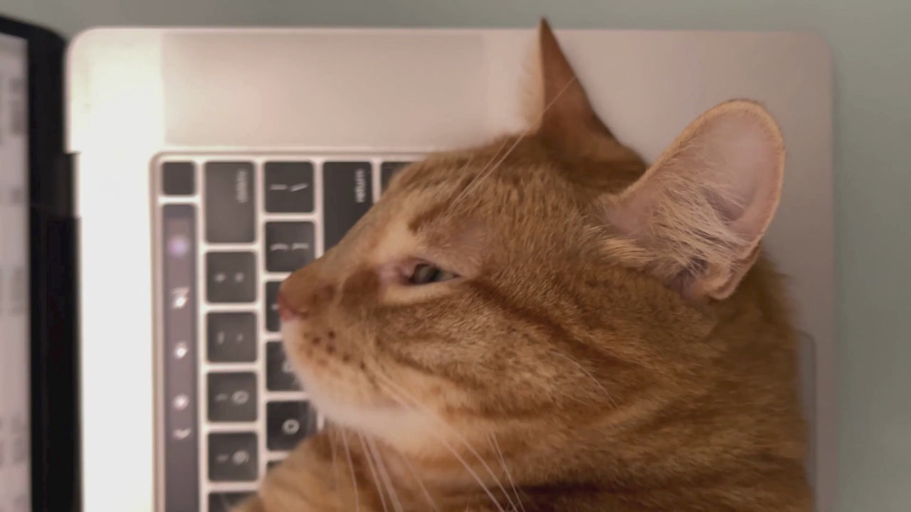 Cat on laptop keyboard interrupting work, showing the common work-from-home cat problem.