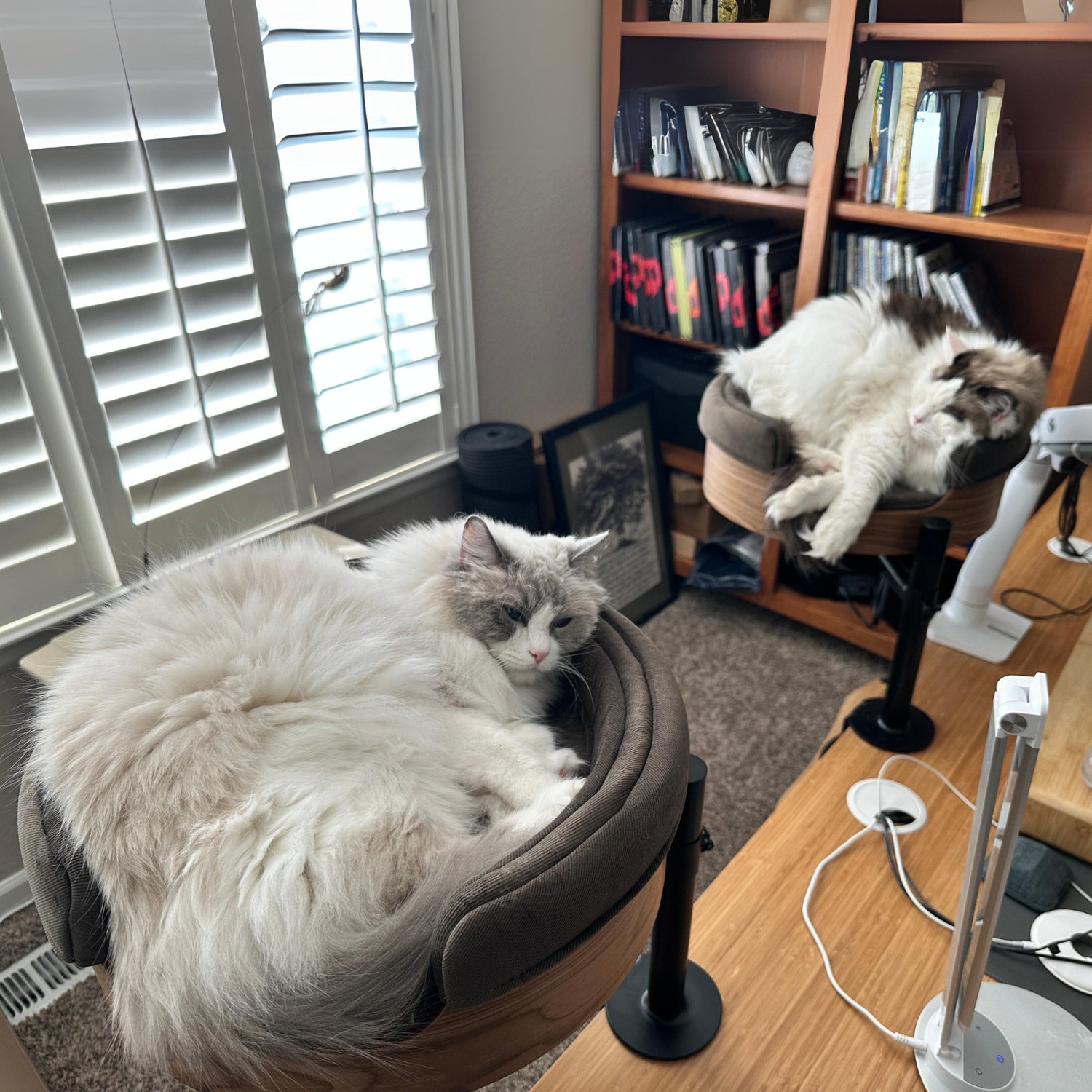 Wrap Around Pillow Desk Nest Cat Bed